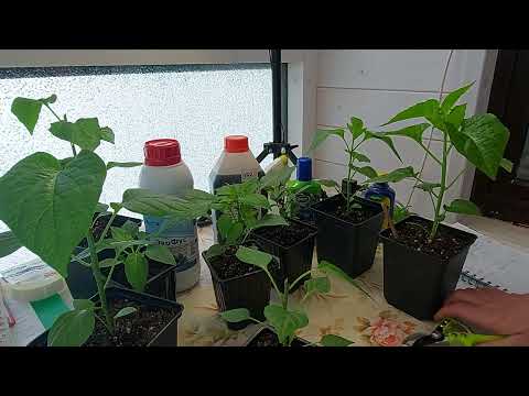 Видео: Режем рассаду острого перца для большего урожая!