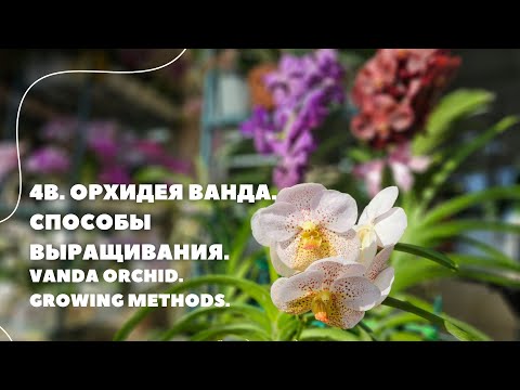 Видео: 4В. Орхидея Ванда. Способы выращивания.Vanda orchid. Growing methods.