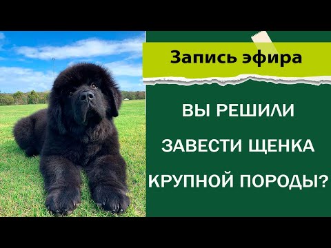 Видео: Посмотрите это видео если Вы решили завести щенка крупной породы