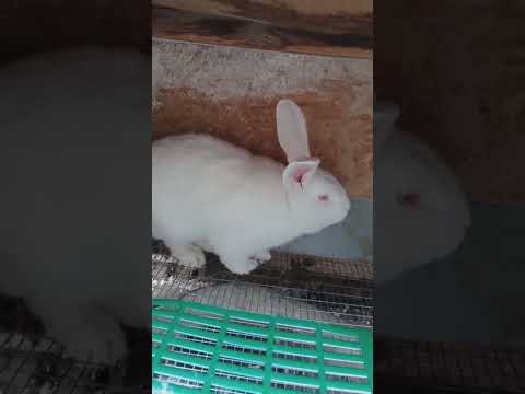Видео: Обзор моих кроликов 