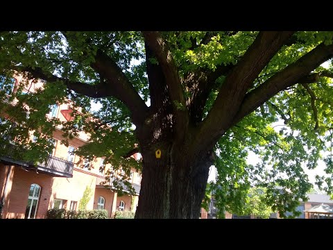 Видео: Германия. Дуб в верхней бригаде вч  50560 и автобат 71504(55946).Потсдам.