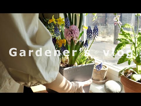 Видео: Влог Гарднера, чтобы отпраздновать весенний посева🌱 / покупки растений в феврале