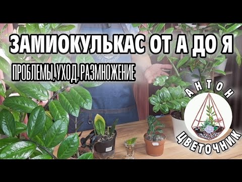 Видео: Если это знать, замиокулькас станет пышным кустом. Укоренить долларовое дерево проще простого