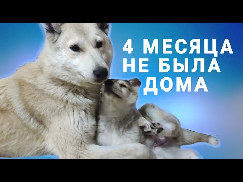 Видео: НАШЛАСЬ СОБАКА | ЗНАКОМСТВО С АХИЛЛЕСОМ