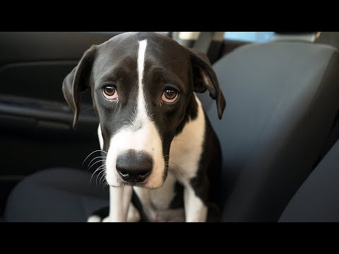 Видео: Собака из приюта боялась людей. Мужчина положил руку ей на голову — она закрыла глаза и застыла…
