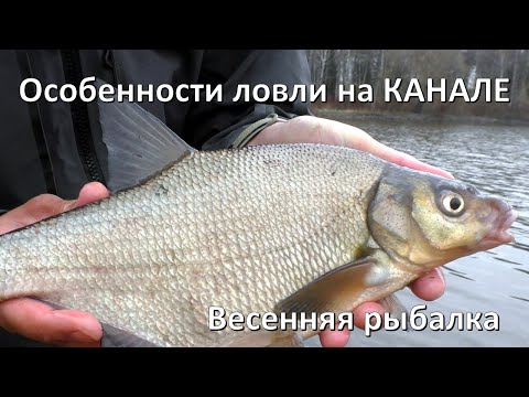 Видео: ОСОБЕННОСТИ ловли на КАНАЛЕ. Весенняя РЫБАЛКА