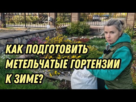 Видео: Подготовка метельчатых гортензий к зиме