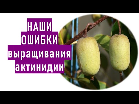 Видео: Наши ошибки выращивания актинидии