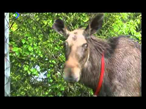 Видео: Коми incognito  Якша