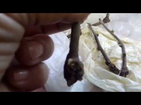 Видео: эффективный метод укоренения черенков актинидии,инжира,винограда