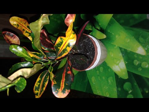 Видео: Кодеум(кротон) из магазина - пересадка, уход.