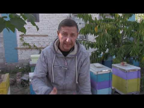 Видео: Пчеловодство. Шестирамочник улей нуклеус.