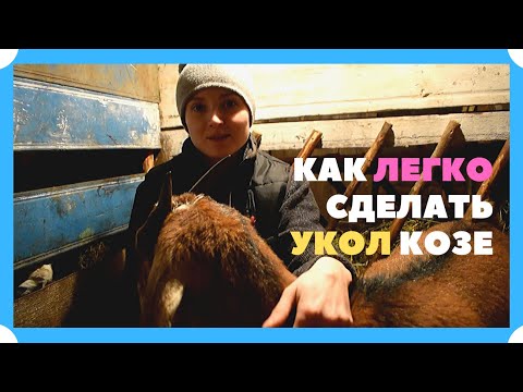 Видео: КАК МЫ ДЕЛАЕМ УК0ЛЫ КОЗАМ (ИНЪЕКЦИИ)