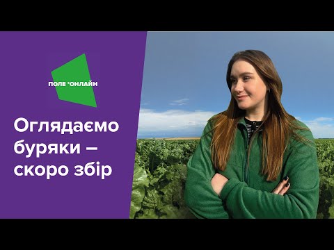 Видео: Фітосанітарний стан і прогнозована врожайність буряків