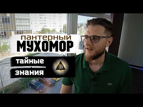 Видео: Пантерный Мухомор / Пирамида осознанности