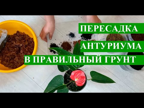 Видео: Как пересадить антуриум, выбираем грунт для антуриума правильно