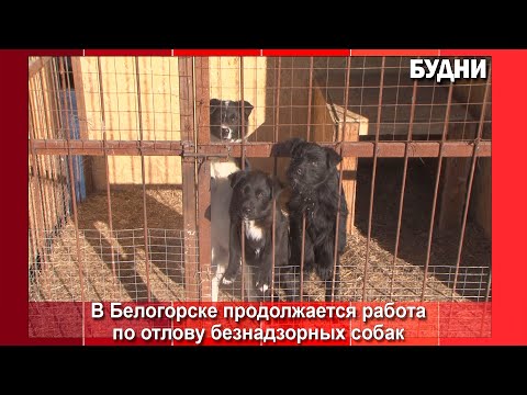 Видео: За 5 лет в Белогорске отловили 888 безнадзорных собак