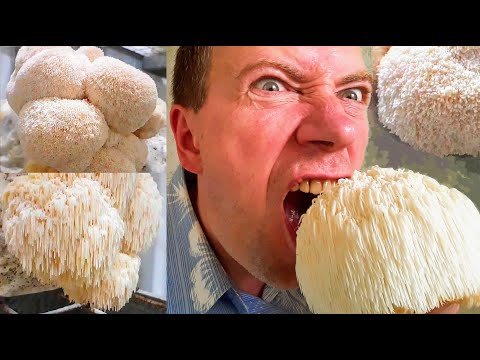 Видео: Ежевик гребенчатый - КУШАТЬ ВСЕМ! Польза и применение.