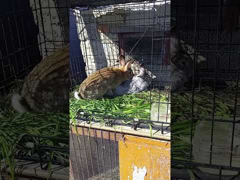 Видео: #кролики