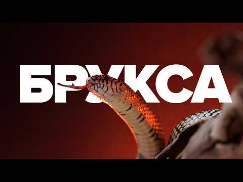 Видео: РОЗЫГРЫШ! ЗМЕЯ про которую НИКТО НЕ ЗНАЕТ. ЗМЕЯ БРУКСА