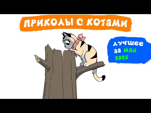 Видео: Приколы с котами. ЛУЧШЕЕ ЗА МАЙ 2025 | Мемозг