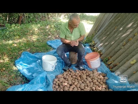 Видео: Начало главной работы сезона. Картофель.#картошка#урожай#дача