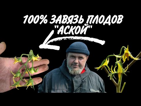 Видео: ПРАВИЛЬНОЕ опыление томатов Аской , как УВЕЛИЧИТЬ завязь помидор