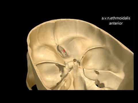 Видео: Бас қаңқасының ішкі негізі.  Алдыңғы, ортаңғы, артқы бассүйек шұңқырлары