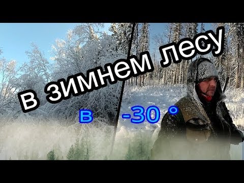 Видео: В зимнем лесу в  -30°.In the winter forest at -30°