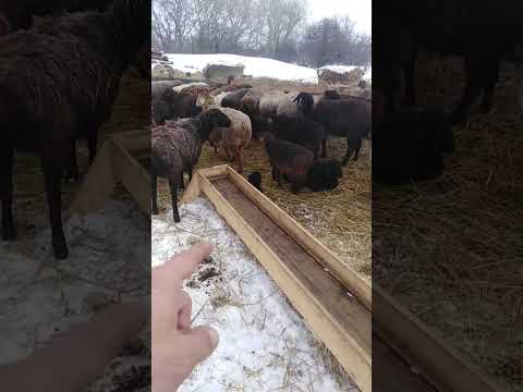 Видео: Спасение ягнёнка. Второй день.