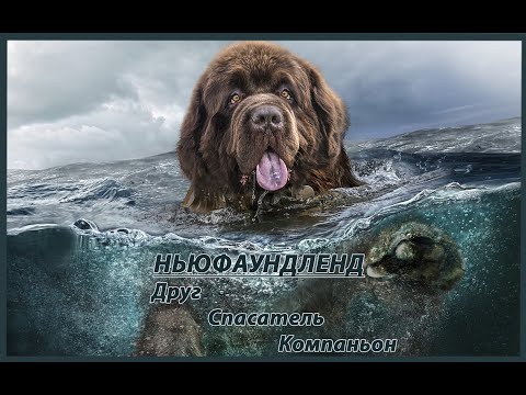 Видео: Выбираем породу. Ньюфаундленд - друг, спасатель, компаньон.
