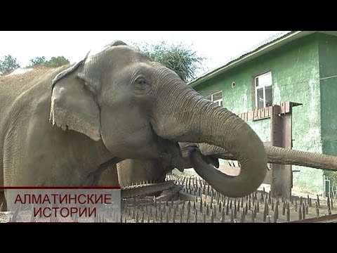 Видео: Алматинские истории: зоопарк (22.10.16)