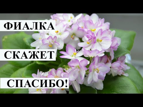 Видео: Фиалка скажет спасибо и пышно зацветет, если перевести ее на фитильный полив