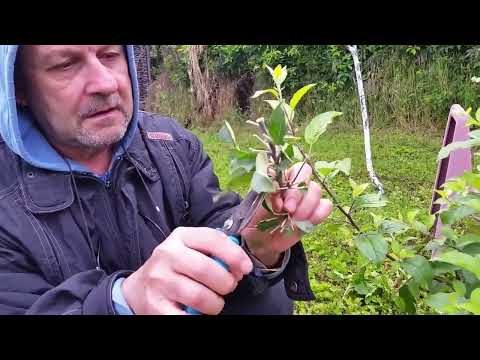 Видео: Ашладисване с млад калем под кора.(10.05-10.06)