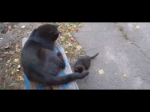Видео: КОТЯТА С НАШЕГО ДВОРА!😋🩷💋А КТО МЕНЯ ВСТРЕЧАЕТ?😽🥰