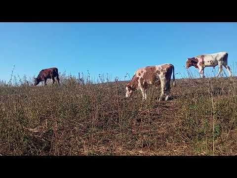 Видео: Доход от 5 бычков!