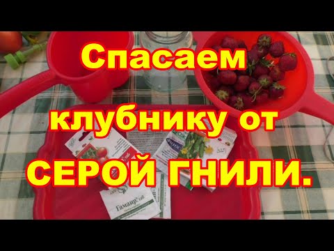 Видео: Лучшее средство от серой гнили  земляники садовой