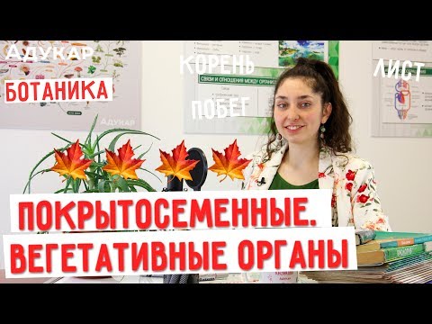 Видео: Покрытосеменные. Вегетативные органы растений. Корень, побег, лист | Биология ЦТ, ЕГЭ