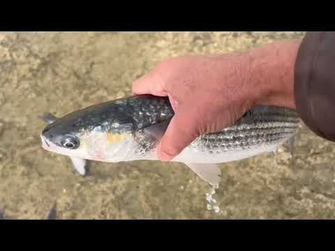 Видео: Кефаль клевала классно!!!!