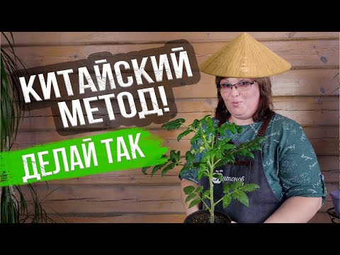 Видео: Китайский способ выращивания томатов. УРОЖАЙ В 3 РАЗА БОЛЬШЕ?!