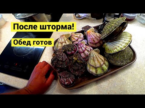 Видео: Прогулка после шторма 🥗 Немного, но на обед хватило