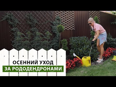 Видео: Что делать, если рододендроны не заложили цветочные почки? Секреты успешного цветения рододендронов