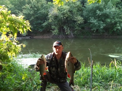 Видео: Ловля язя и голавля на горох.