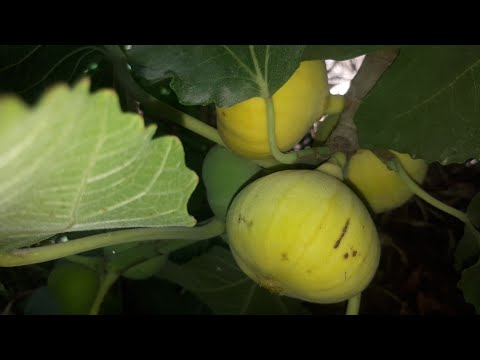 Видео: АНЖИРНИ КУПРОК ХОСИЛИНИ ОЛИШ