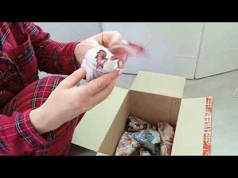 Видео: Распаковка посылки с бегониями.