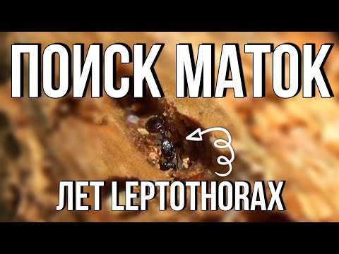 Видео: Искал Camponotus, а нашел их! Лет Leptothorax. // Поиск Маток