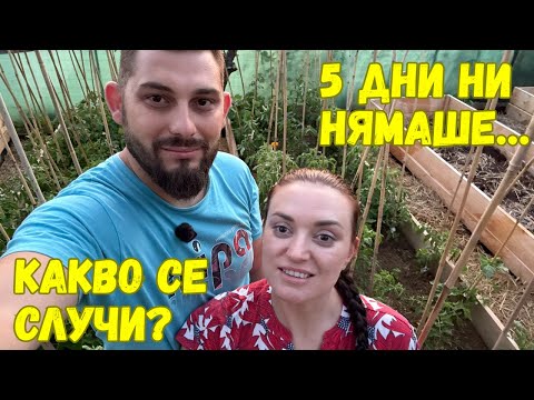 Видео: ЖИВОТ НА СЕЛО: 🌿 Берем, пръскаме, колтучим домати … и се борим с нашественици!