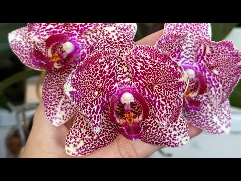 Видео: Мои цветочки😁🌸💖