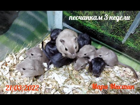 Видео: Деткам Пепси и Самоцвета 3 недели - определяю пол песчанок / Монгольские песчанки окрас бурмиз