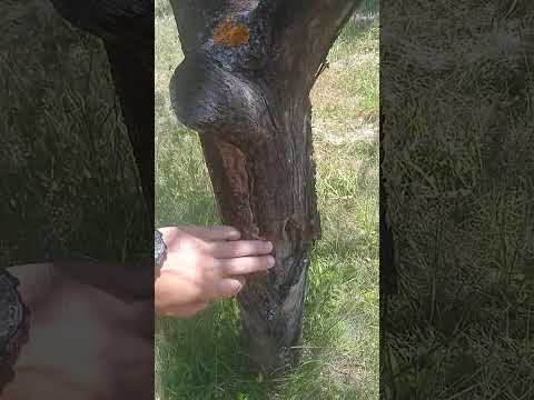 Видео: Болна овощна градина от ябълки, сливи и череши  #градинарство #почистване #овощарство #резитба